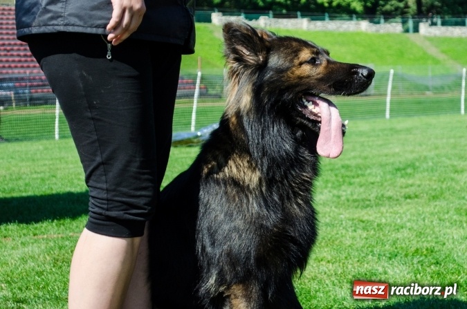 Zdjęcie w galerii na portalu naszraciborz.pl: Psie zmagania podczas drugiego dnia zawodów w mondioringu  wiadomości z regionu