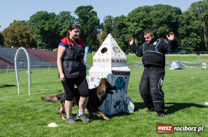 Zdjęcie w galerii na portalu naszraciborz.pl: Psie zmagania podczas drugiego dnia zawodów w mondioringu  wiadomości z regionu
