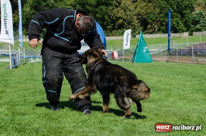 Zdjęcie w galerii na portalu naszraciborz.pl: Psie zmagania podczas drugiego dnia zawodów w mondioringu  wiadomości z regionu