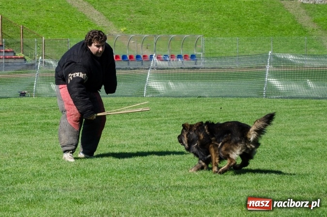 Zdjęcie w galerii na portalu naszraciborz.pl: Psie zmagania podczas drugiego dnia zawodów w mondioringu  wiadomości z regionu