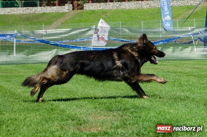 Zdjęcie w galerii na portalu naszraciborz.pl: Psie zmagania podczas drugiego dnia zawodów w mondioringu  wiadomości z regionu