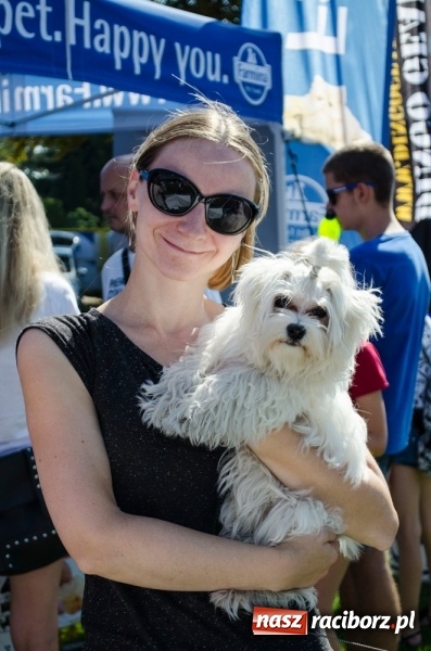 Zdjęcie w galerii na portalu naszraciborz.pl: Psie zmagania podczas drugiego dnia zawodów w mondioringu  wiadomości z regionu