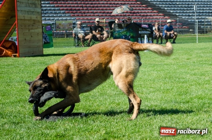 Zdjęcie w galerii na portalu naszraciborz.pl: Psie zmagania podczas drugiego dnia zawodów w mondioringu  wiadomości z regionu