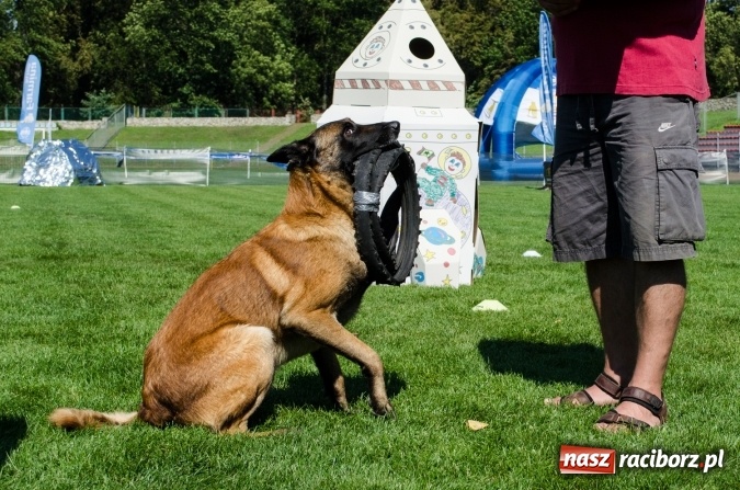 Zdjęcie w galerii na portalu naszraciborz.pl: Psie zmagania podczas drugiego dnia zawodów w mondioringu  wiadomości z regionu