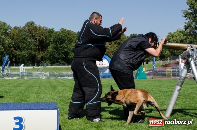 Zdjęcie w galerii na portalu naszraciborz.pl: Psie zmagania podczas drugiego dnia zawodów w mondioringu  wiadomości z regionu