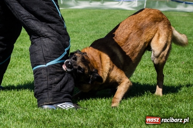 Zdjęcie w galerii na portalu naszraciborz.pl: Psie zmagania podczas drugiego dnia zawodów w mondioringu  wiadomości z regionu