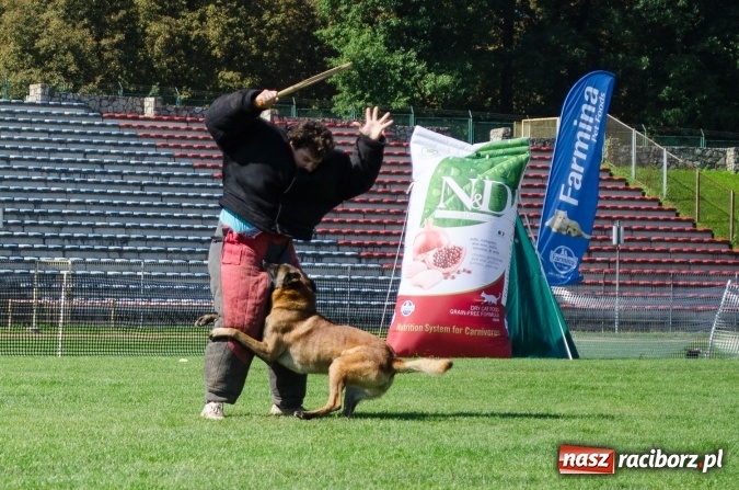 Zdjęcie w galerii na portalu naszraciborz.pl: Psie zmagania podczas drugiego dnia zawodów w mondioringu  wiadomości z regionu