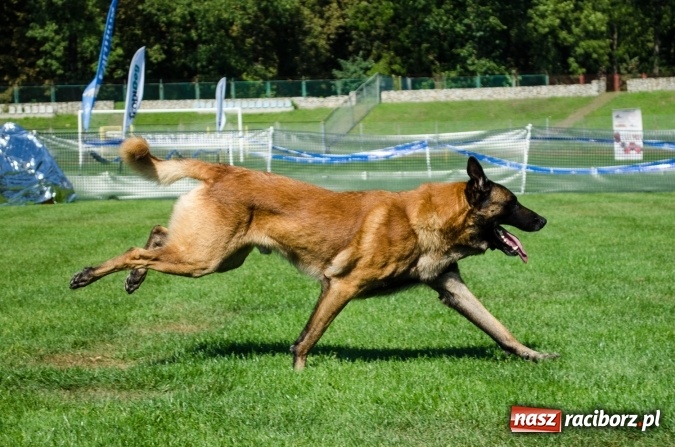 Zdjęcie w galerii na portalu naszraciborz.pl: Psie zmagania podczas drugiego dnia zawodów w mondioringu  wiadomości z regionu