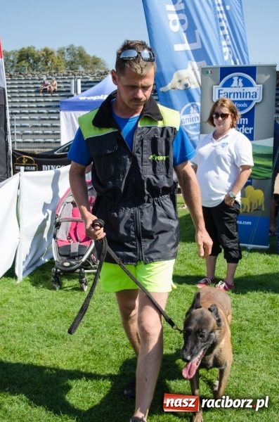 Zdjęcie w galerii na portalu naszraciborz.pl: Psie zmagania podczas drugiego dnia zawodów w mondioringu  wiadomości z regionu