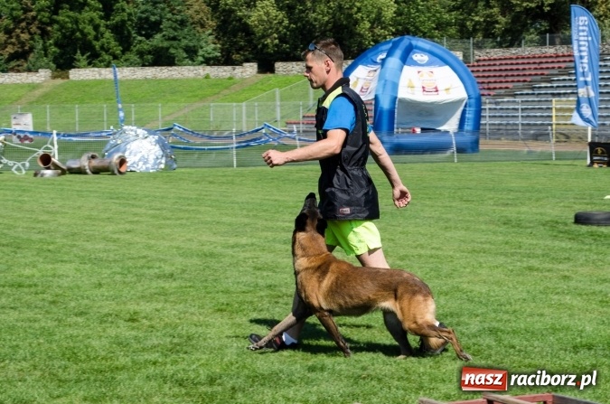 Zdjęcie w galerii na portalu naszraciborz.pl: Psie zmagania podczas drugiego dnia zawodów w mondioringu  wiadomości z regionu