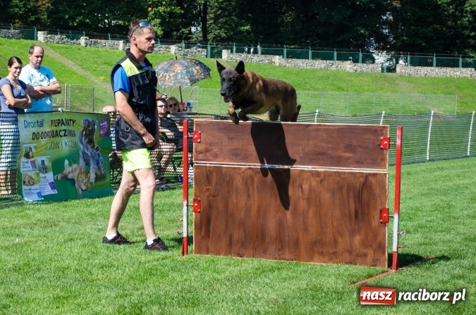 Zdjęcie w galerii na portalu naszraciborz.pl: Psie zmagania podczas drugiego dnia zawodów w mondioringu  wiadomości z regionu