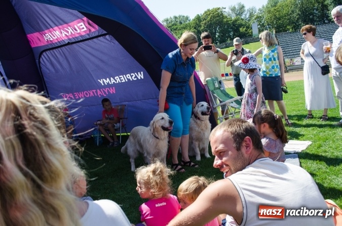 Zdjęcie w galerii na portalu naszraciborz.pl: Psie zmagania podczas drugiego dnia zawodów w mondioringu  wiadomości z regionu
