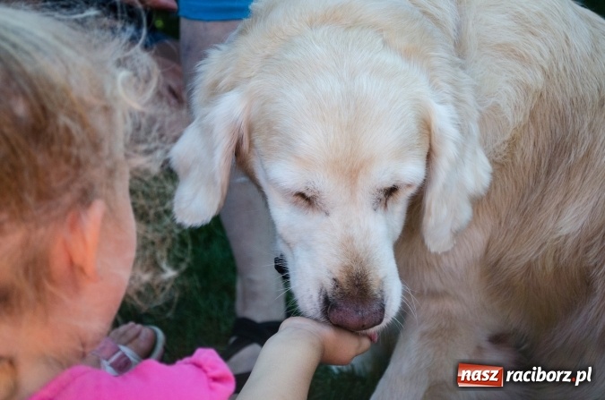 Zdjęcie w galerii na portalu naszraciborz.pl: Psie zmagania podczas drugiego dnia zawodów w mondioringu  wiadomości z regionu