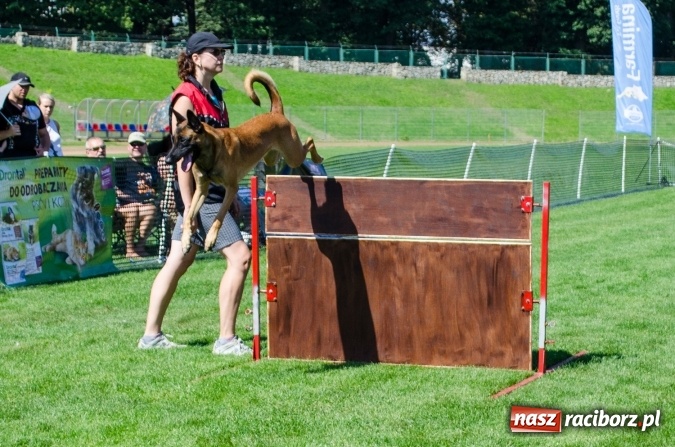 Zdjęcie w galerii na portalu naszraciborz.pl: Psie zmagania podczas drugiego dnia zawodów w mondioringu  wiadomości z regionu