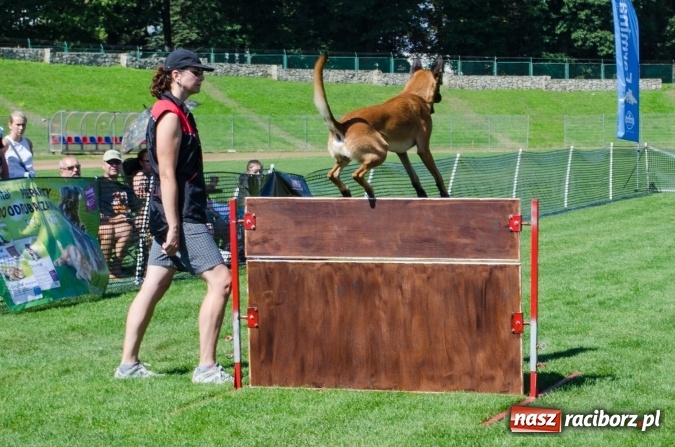Zdjęcie w galerii na portalu naszraciborz.pl: Psie zmagania podczas drugiego dnia zawodów w mondioringu  wiadomości z regionu