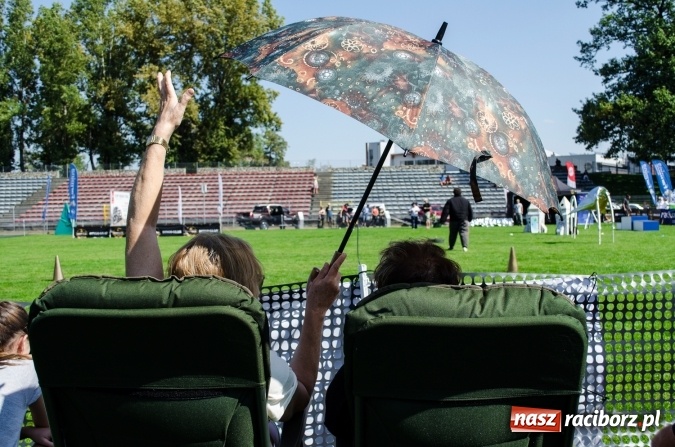 Zdjęcie w galerii na portalu naszraciborz.pl: Psie zmagania podczas drugiego dnia zawodów w mondioringu  wiadomości z regionu