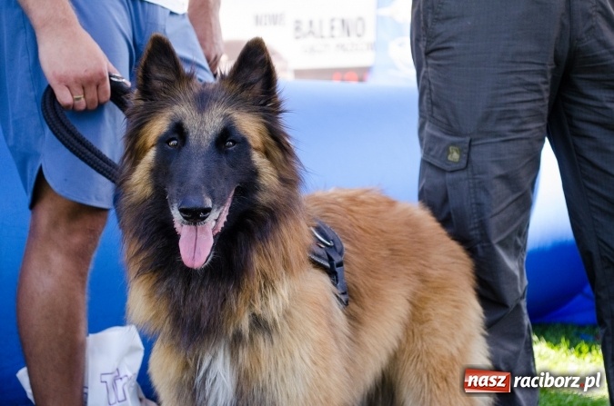 Zdjęcie w galerii na portalu naszraciborz.pl: Psie zmagania podczas drugiego dnia zawodów w mondioringu  wiadomości z regionu
