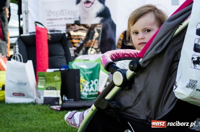 Zdjęcie w galerii na portalu naszraciborz.pl: Psie zmagania podczas drugiego dnia zawodów w mondioringu  wiadomości z regionu