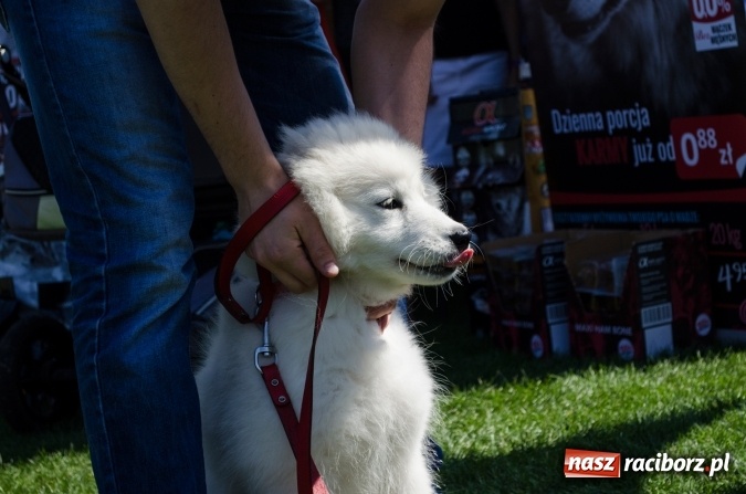 Zdjęcie w galerii na portalu naszraciborz.pl: Psie zmagania podczas drugiego dnia zawodów w mondioringu  wiadomości z regionu