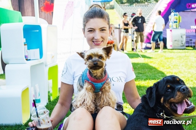 Zdjęcie w galerii na portalu naszraciborz.pl: Psie zmagania podczas drugiego dnia zawodów w mondioringu  wiadomości z regionu