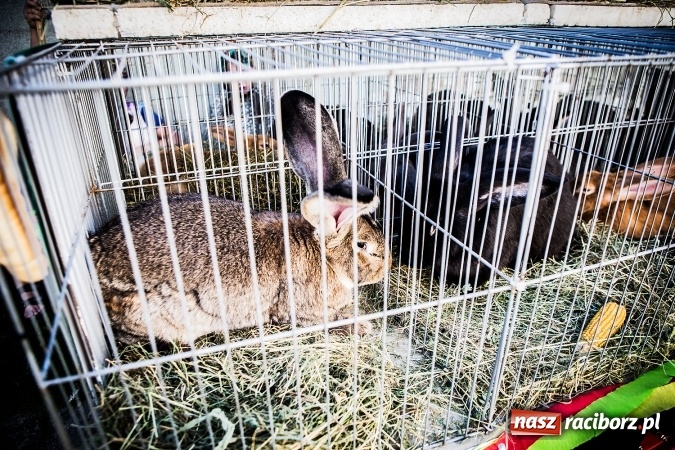 Zdjęcie w galerii na portalu naszraciborz.pl: Dożynki 2016. W Bojanowie świętuje cała gmina Krzanowice. Kolorowo i pomysłowo wiadomości z regionu