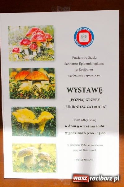 Zdjęcie w galerii na portalu naszraciborz.pl: Dzieci i młodzież z Raciborza poznały różne gatunki grzybów wiadomości z regionu