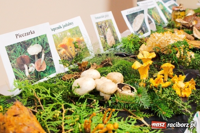 Zdjęcie w galerii na portalu naszraciborz.pl: Dzieci i młodzież z Raciborza poznały różne gatunki grzybów wiadomości z regionu