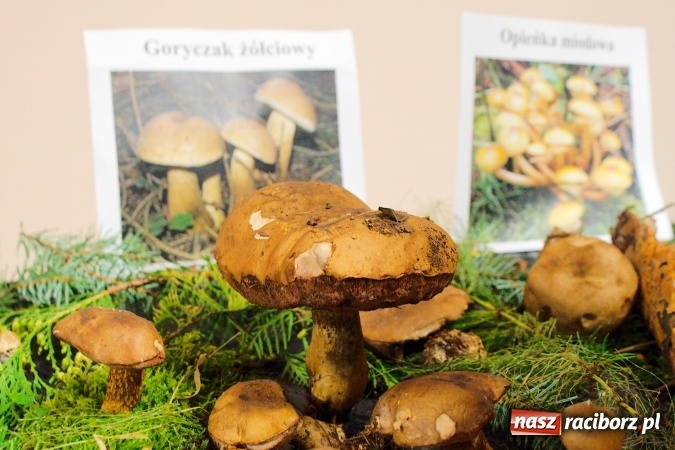 Zdjęcie w galerii na portalu naszraciborz.pl: Dzieci i młodzież z Raciborza poznały różne gatunki grzybów wiadomości z regionu