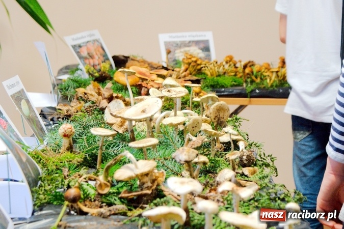 Zdjęcie w galerii na portalu naszraciborz.pl: Dzieci i młodzież z Raciborza poznały różne gatunki grzybów wiadomości z regionu