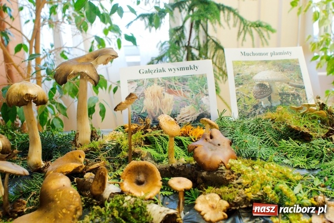 Zdjęcie w galerii na portalu naszraciborz.pl: Dzieci i młodzież z Raciborza poznały różne gatunki grzybów wiadomości z regionu