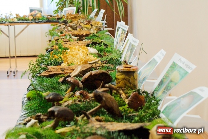 Zdjęcie w galerii na portalu naszraciborz.pl: Dzieci i młodzież z Raciborza poznały różne gatunki grzybów wiadomości z regionu