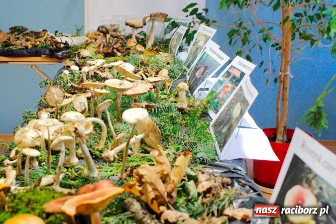 Zdjęcie w galerii na portalu naszraciborz.pl: Dzieci i młodzież z Raciborza poznały różne gatunki grzybów wiadomości z regionu