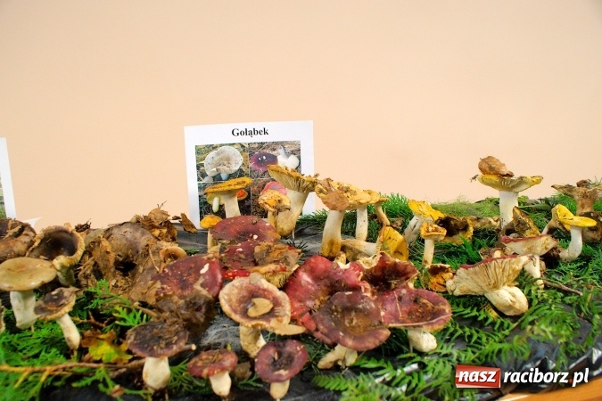 Zdjęcie w galerii na portalu naszraciborz.pl: Dzieci i młodzież z Raciborza poznały różne gatunki grzybów wiadomości z regionu