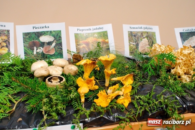 Zdjęcie w galerii na portalu naszraciborz.pl: Dzieci i młodzież z Raciborza poznały różne gatunki grzybów wiadomości z regionu