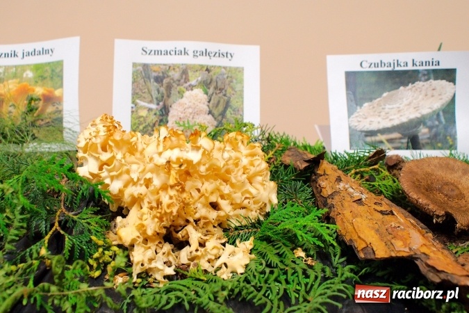 Zdjęcie w galerii na portalu naszraciborz.pl: Dzieci i młodzież z Raciborza poznały różne gatunki grzybów wiadomości z regionu