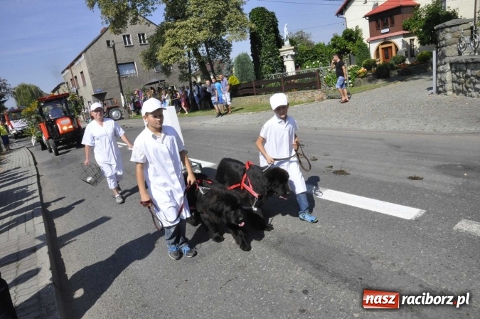 Zdjęcie w galerii na portalu naszraciborz.pl: Dożynki Powiatowe 2016. KORNOWAC - mała gmina z długim korowodem wiadomości z regionu
