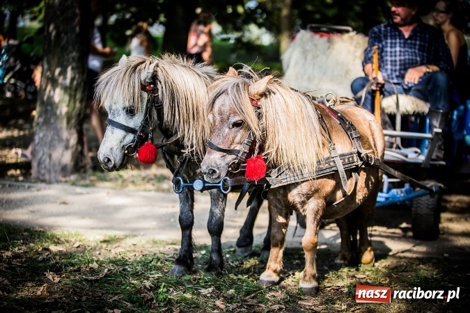 Zdjęcie w galerii na portalu naszraciborz.pl: IV Bajkowy Park. Zapełniliśmy bulwary z plażą. Dziękujemy serdecznie za wspólną zabawę wiadomości z regionu