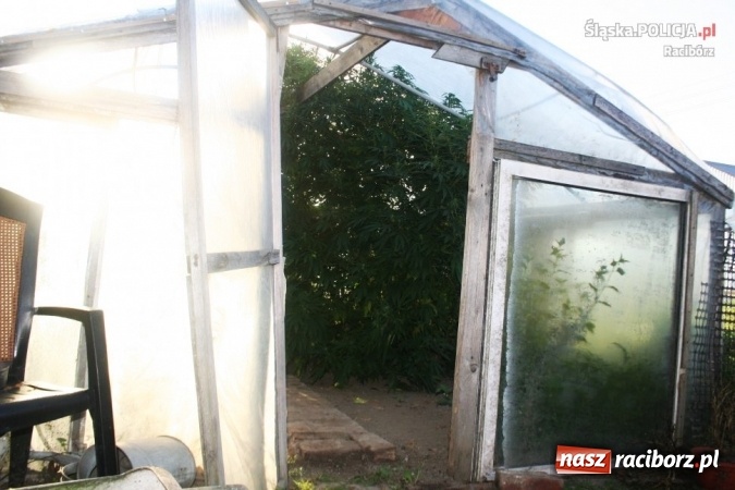 Zdjęcie w galerii na portalu naszraciborz.pl: Uprawa konopi indyjskich w Krzanowicach - jej właściciel może spędzić trzy lata za kratkami wiadomości z regionu