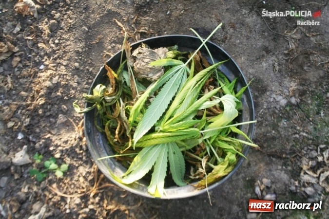 Zdjęcie w galerii na portalu naszraciborz.pl: Uprawa konopi indyjskich w Krzanowicach - jej właściciel może spędzić trzy lata za kratkami wiadomości z regionu