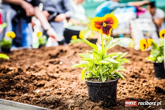 Zdjęcie w galerii na portalu naszraciborz.pl: Ogród – sposób na szalone czasy. Dzień otwarty i warsztaty z Witoldem Czuksanowem w AgroMarkecie wiadomości z regionu