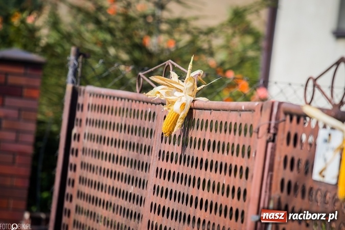 Zdjęcie w galerii na portalu naszraciborz.pl: Dożynki 2016. Studzienna gospodarzem miejskich obchodów święta plonów wiadomości z regionu