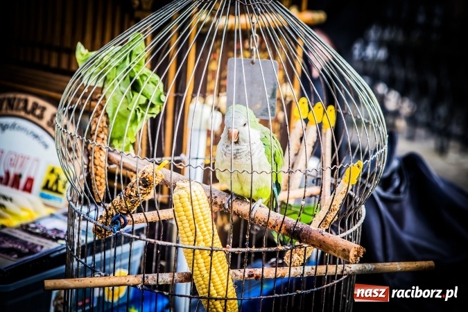 Zdjęcie w galerii na portalu naszraciborz.pl: Ostatni Wróżący Śląski Kataryniarz dziś w Raciborzu wiadomości z regionu