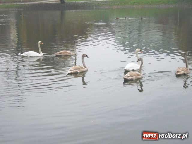 Zdjęcie w galerii na portalu naszraciborz.pl: Skrzydlaci turyści w Parku Roth wiadomości z regionu
