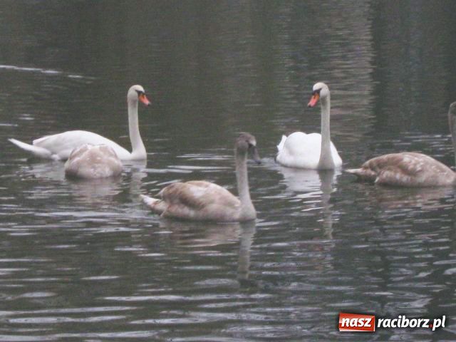 Zdjęcie w galerii na portalu naszraciborz.pl: Skrzydlaci turyści w Parku Roth wiadomości z regionu