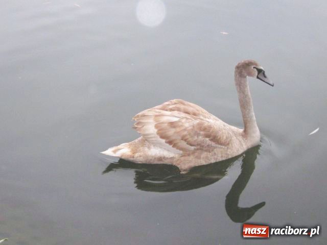 Zdjęcie w galerii na portalu naszraciborz.pl: Skrzydlaci turyści w Parku Roth wiadomości z regionu