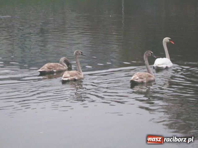 Zdjęcie w galerii na portalu naszraciborz.pl: Skrzydlaci turyści w Parku Roth wiadomości z regionu