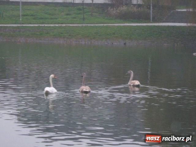 Zdjęcie w galerii na portalu naszraciborz.pl: Skrzydlaci turyści w Parku Roth wiadomości z regionu