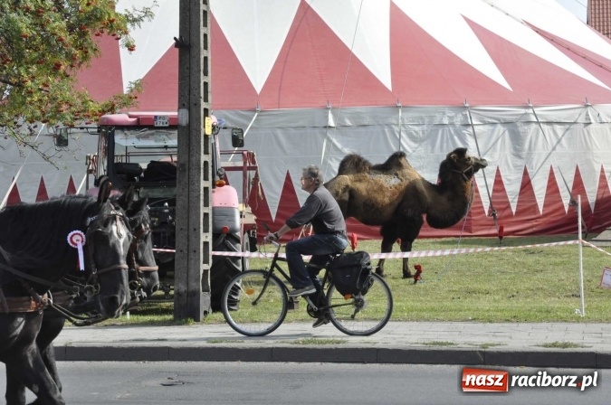 Zdjęcie w galerii na portalu naszraciborz.pl: Hubertus na Ostrogu, czyli pogoń za lisem w Huzarskiej Dolinie  wiadomości z regionu