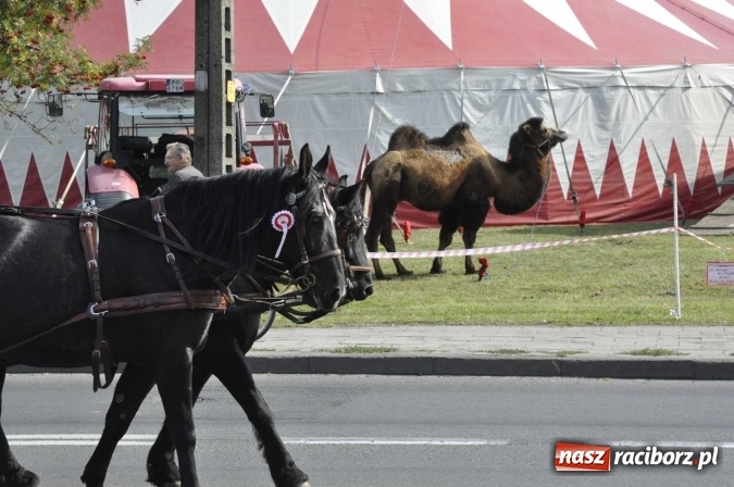 Zdjęcie w galerii na portalu naszraciborz.pl: Hubertus na Ostrogu, czyli pogoń za lisem w Huzarskiej Dolinie  wiadomości z regionu