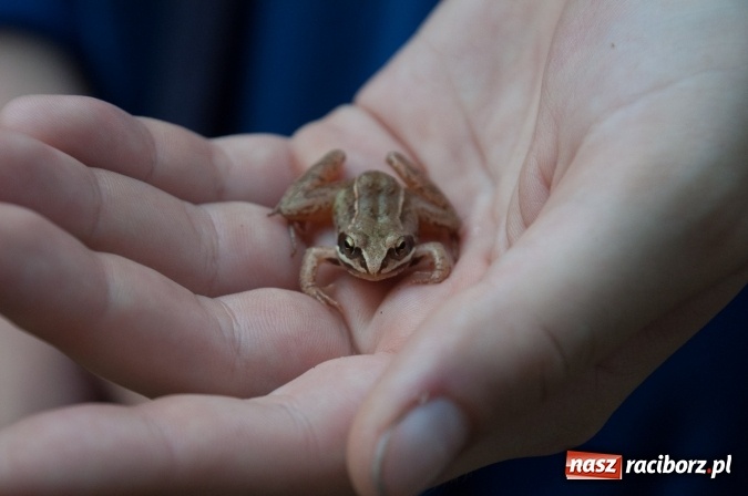 Zdjęcie w galerii na portalu naszraciborz.pl: Bawimy się historią... Grupa Rekonstrukcji Historycznej Armati świętowała mały jubileusz wiadomości z regionu
